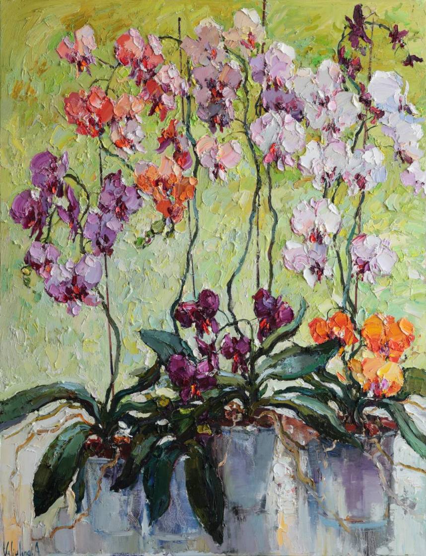 Colour Orchids